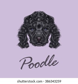 Poodle Puppy portrait. Vector illustrated portrait of black dog on violet background.