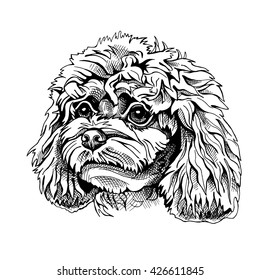 Poodle Puppy Portrait. Vector Illustration.