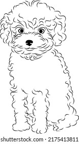 Poodle Puppy Vector illustration art