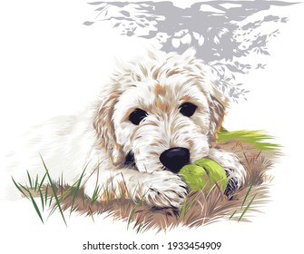 Poodle Puppy Vector Realistic Drawing Oiling Painting Texture Detailed Digital Illustration Tennis Ball Playing Dog Animal Portrait Mixed Breed
