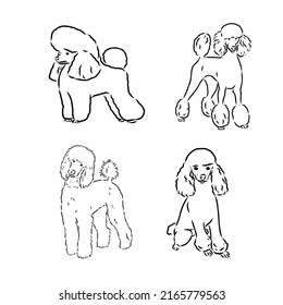 Poodle set. Collection of pedigree dogs. Black white illustration of a classic poodle dog. Vector drawing of a pet. Tattoo.