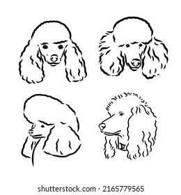 Poodle Set. Collection Of Pedigree Dogs. Black White Illustration Of A Classic Poodle Dog. Vector Drawing Of A Pet. Tattoo.