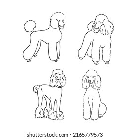 Poodle set. Collection of pedigree dogs. Black white illustration of a classic poodle dog. Vector drawing of a pet. Tattoo.