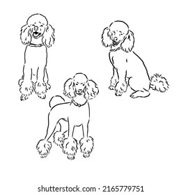 Poodle set. Collection of pedigree dogs. Black white illustration of a classic poodle dog. Vector drawing of a pet. Tattoo.