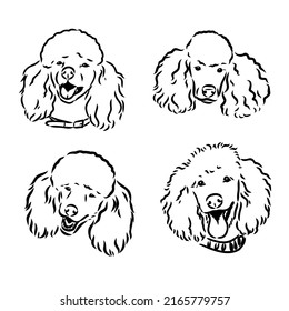 Poodle set. Collection of pedigree dogs. Black white illustration of a classic poodle dog. Vector drawing of a pet. Tattoo.