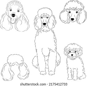 Poodle set. Collection of pedigree dogs. Black white illustration of a classic poodle dog. Vector drawing of a pet. Tattoo