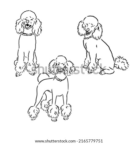 Poodle set. Collection of pedigree dogs. Black white illustration of a classic poodle dog. Vector drawing of a pet. Tattoo.