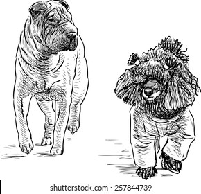 poodle and sharpei