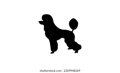 Poodle-Silhouette, hochwertiger Vektorgrafik