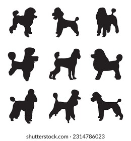 poodle silhouette set collection isolated black on white background vector illustration