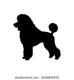 Projeto de ilustração plana vetor silhueta poodle.