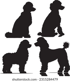 Poodle silhuette animal white background images