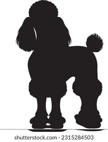 Poodle silhuette animal white background images