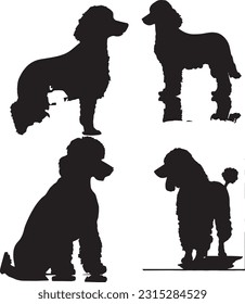 Poodle silhuette animal white background images