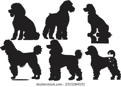 Poodle silhuette animal white background images