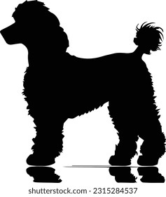 Poodle silhuette animal white background images