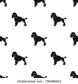 Poodle, single icon in black style.Poodle, vector symbol stock illustration web.