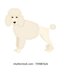 Poodle, single icon in cartoon style.Poodle, bitmap,raster symbol stock illustration web.