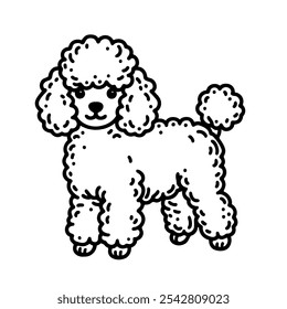 A poodle is standing on a white background. The dog has a cute expression and fluffy hair