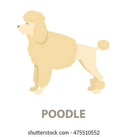 Poodle vector icon in cartoon style for web