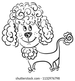 Poodle. Vector illustration