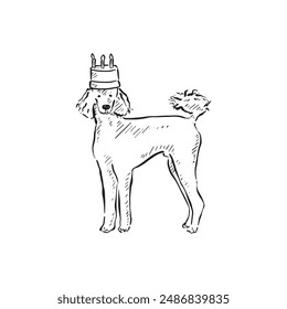 A poodle wearing a birthday cake hat. A black and white line drawing, created by hand in a sketch style.