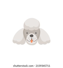 Poodle white dog showing tongue isolated flat cartoon icon. Vector funny canine avatar, pedigree toy poodle, mixed-breed puppy pet. Miniature puppy portrait, face head mask, childish doggy