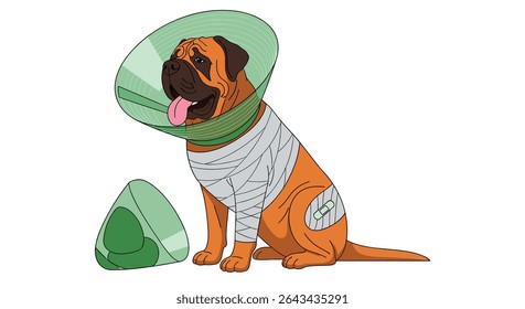 Pobre cão com um colarinho elizabetano e bandagens precisa de seu apoio hoje