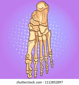 Pop art background. Bones of the foot with main parts labeled. From above, lateral and medial views. Vector illustration