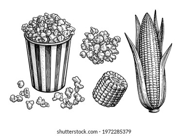 Popcorn in striped cup and ear of corn with leaves. Ink sketch set isolated on white background. Hand drawn vector illustration. Retro style.