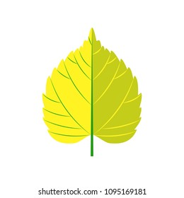 Poplar autumn leaf isolated on white background. Vector illustration