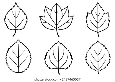 Poplar Leaf line art detailed depiction of natural elegance in leaves