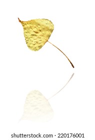 poplar leaf with yellow, brown colors, vector
