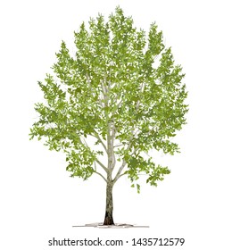Poplar (Populus L.) with green foliage, the color vector image on a white background