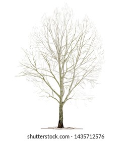 Poplar (Populus L.) without foliage, in the winter, the color vector image on a white background