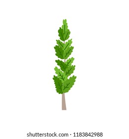 Poplar tree isolated on white background. Vector cartoon illustration sapling for forest landscape. Environment elements in flat style