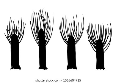 Poplars silhouettes sawn from above, elements set white isolated. Basis graphics