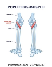 Popliteus Muskel als Bein-und Kniegelenk-Anatomie Rahmendiagramm. Bezeichnetes Bildungsprogramm mit Femur und Tibia Knochen, die mit poplitealen muskulären System Vektorgrafik verbunden ist.