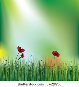 Poppies