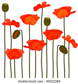 Poppies