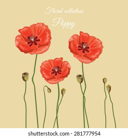 Poppies banner, vector illustration