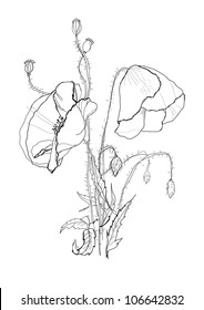Poppies drawing