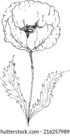 poppies drawing vector isolation background