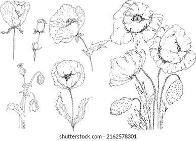  poppies drawing vector set isolation
