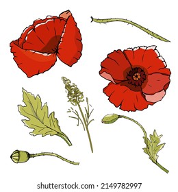 Poppies with elements for composition