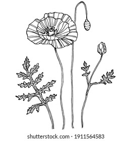 Poppies floral botanical flower. Isolated illustration element. Vector hand drawing wildflower for background, texture, wrapper pattern, frame or border.