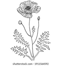 Poppies floral botanical flower. Isolated illustration element. Vector hand drawing wildflower for background, texture, wrapper pattern, frame or border.