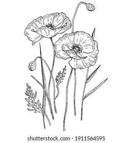 Poppies Floral Botanical Flower Isolated Illustration Stock Vector ...