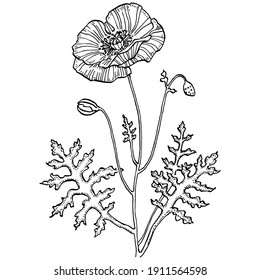 Poppies floral botanical flower. Isolated illustration element. Vector hand drawing wildflower for background, texture, wrapper pattern, frame or border.