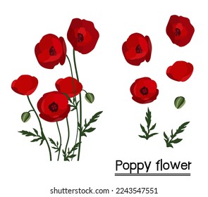 Poppies flower background.Eps 10 vector.